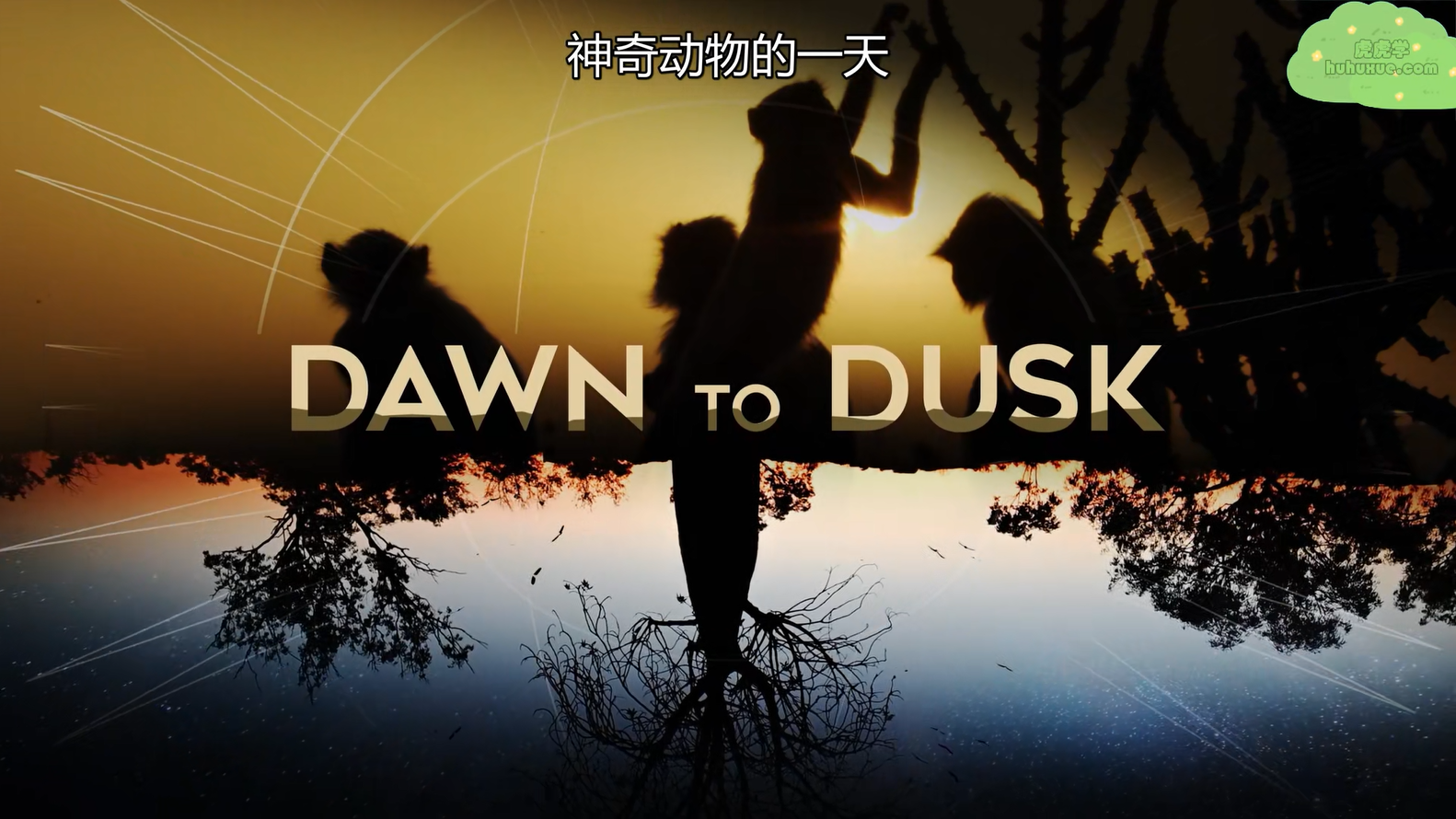神奇动物的一天 Dawn To Dusk 全8集 1080P中英文字幕 记录野生动物完整的一天-虎学网